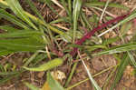 Bigfruit evening primrose